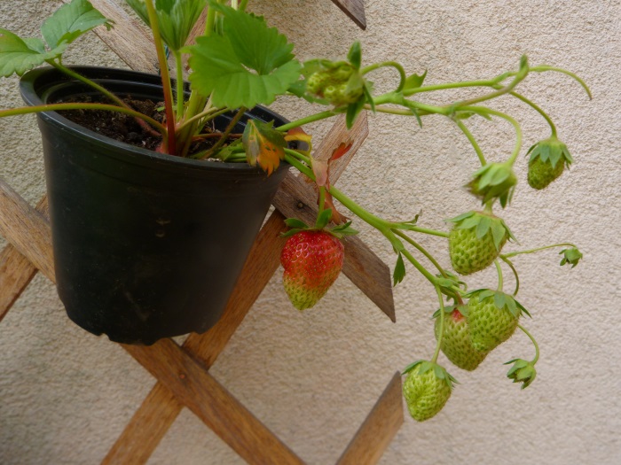 foto, aardbeienplant met groene en rode aardbeien, 17 juni 2013